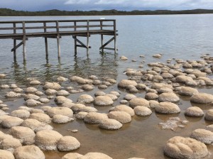 Thrombilites Lake Clifton