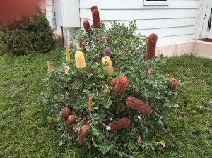 Birthday candle banksia