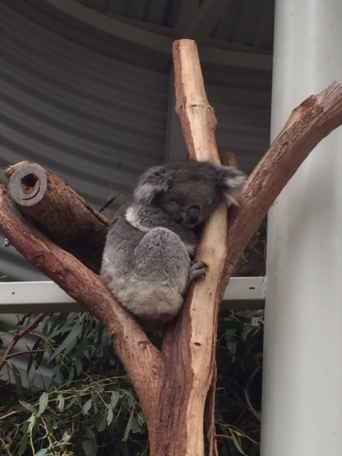 2015 koala